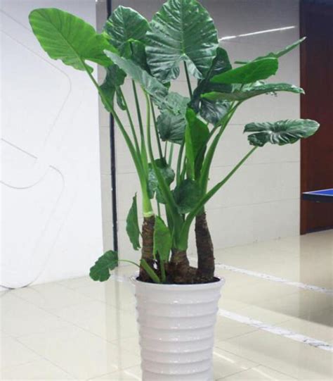 臥室淨化空氣植物
